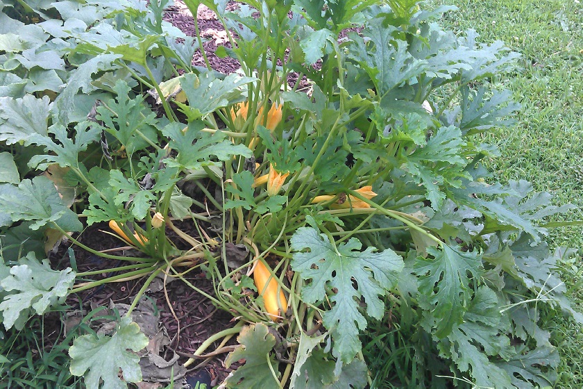 Zucchini…it’s not just for bread anymore!