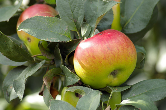Apple-Pear Sauce Recipe
