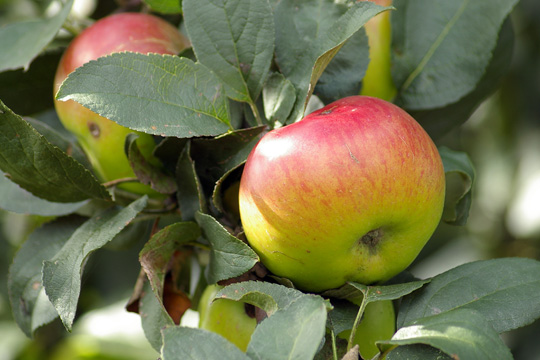 Wilted Spinach Salad with Roasted Apples Recipe