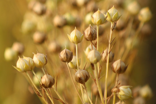 Q: What are the phytoestrogens in soy and flax seeds? Are they good for me?