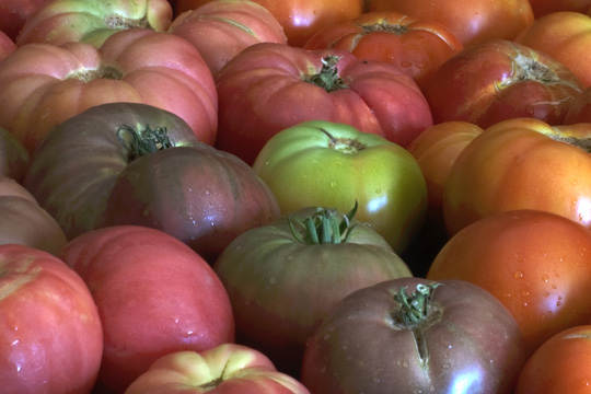 Tomato Bruschetta Recipe