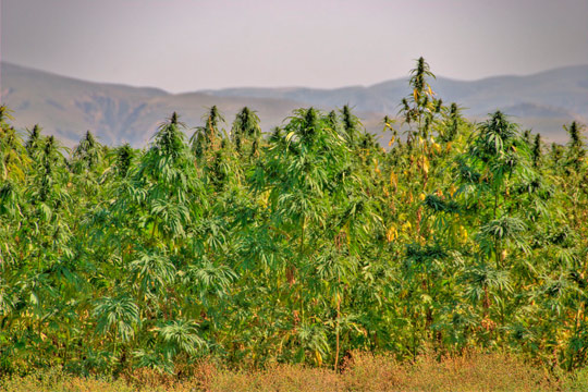 Hemp and the Farm Bill