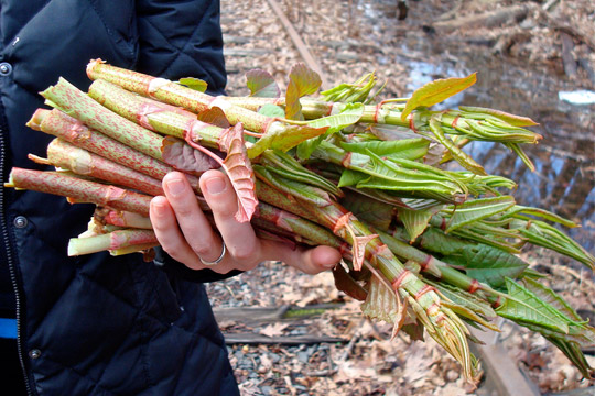 Knotweed Recipes: Turning a Garden Weed into a Tasty Dish