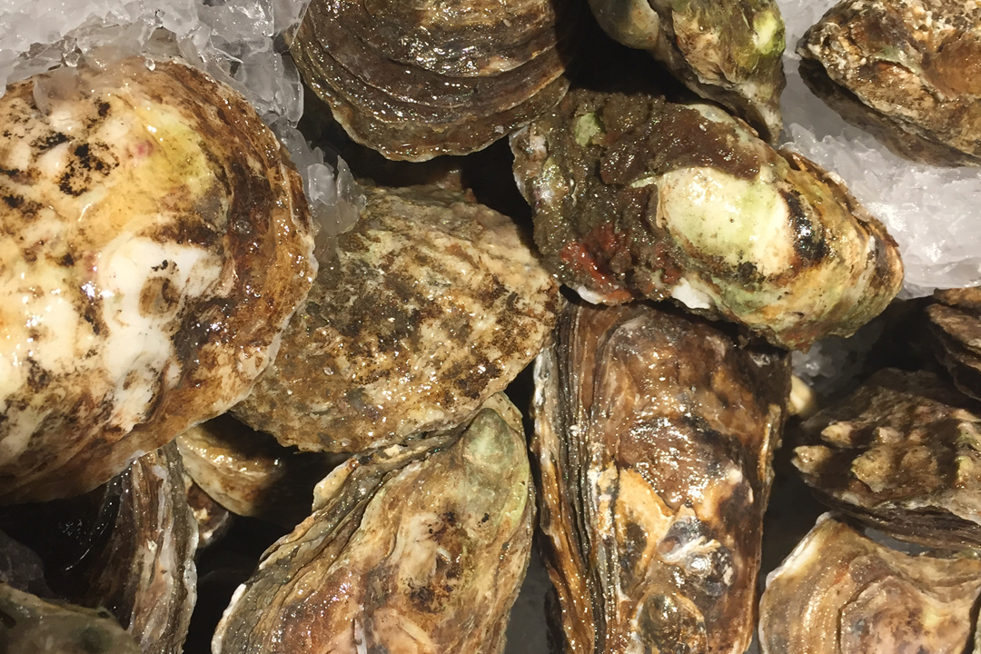 Oyster Crabs: Weird or Lucky?