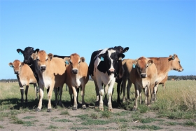 Antibiotics Roundup: The Latest News on the use of Non-therapeutic Antibiotics for Livestock