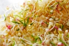 Sprouted Quinoa Salad Recipe