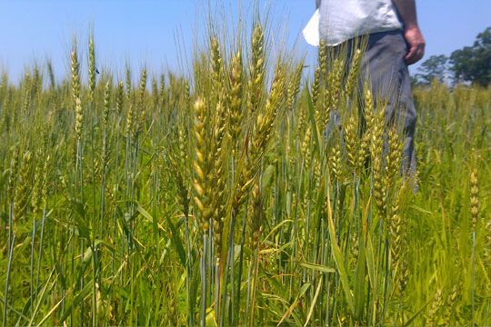 Growing wheat at Lightning Tree Farm
