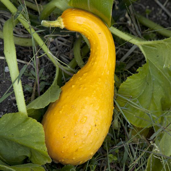 yellow squash